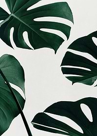 Monstera Natural 20