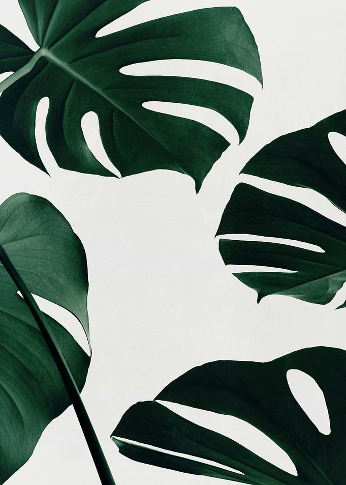 Monstera Natural 20