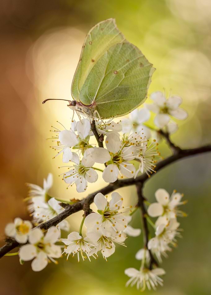 Sitting on the branch