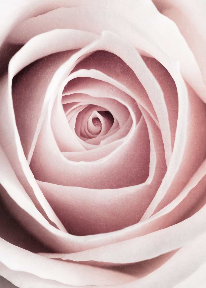Pink Rose No 1