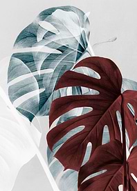 Monstera Creative 18