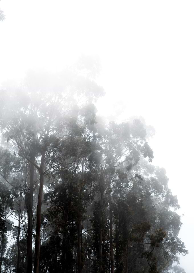 Fog in the forest
