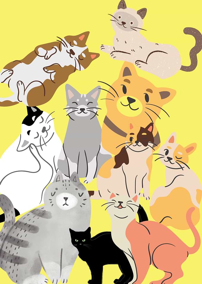 Selfie Cats