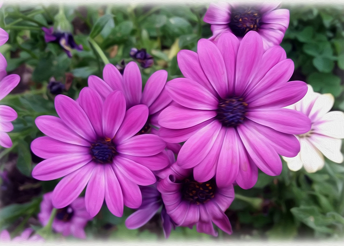 Purple daisies