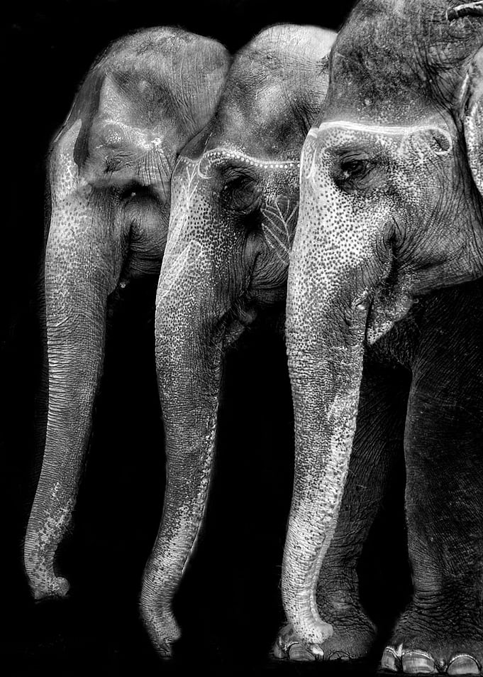 Elephants