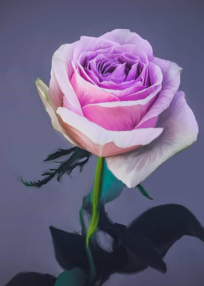 Pink Rose