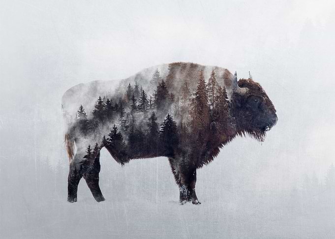 Bison Double Exposure