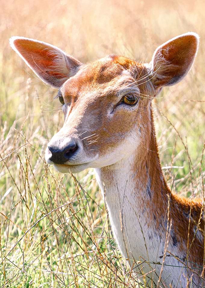 Morning encounter