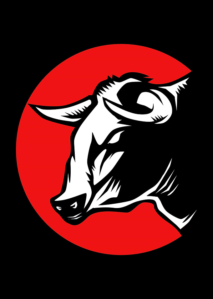 Rodeo Bull