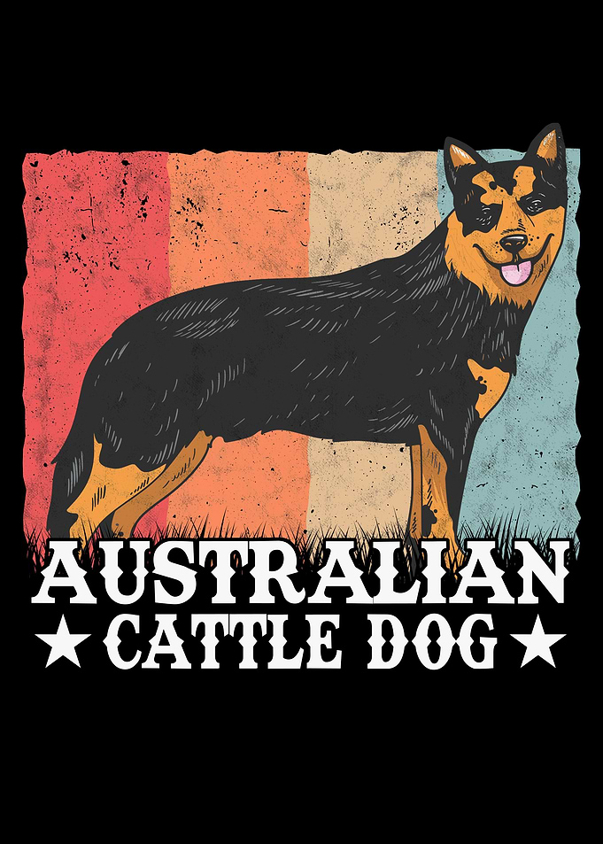 Australian Cattle Dog