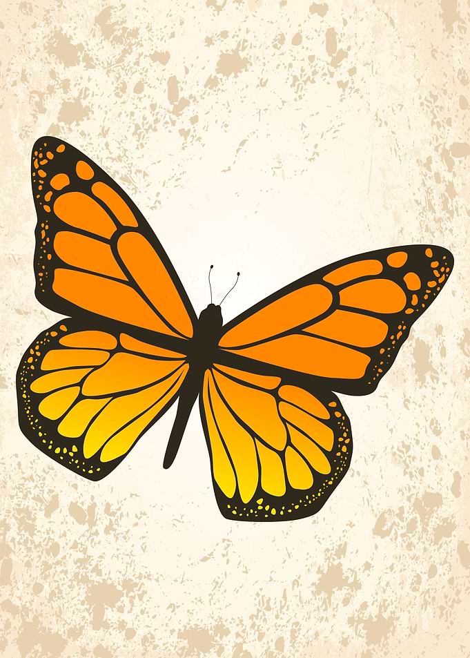 Monarch Butterfly