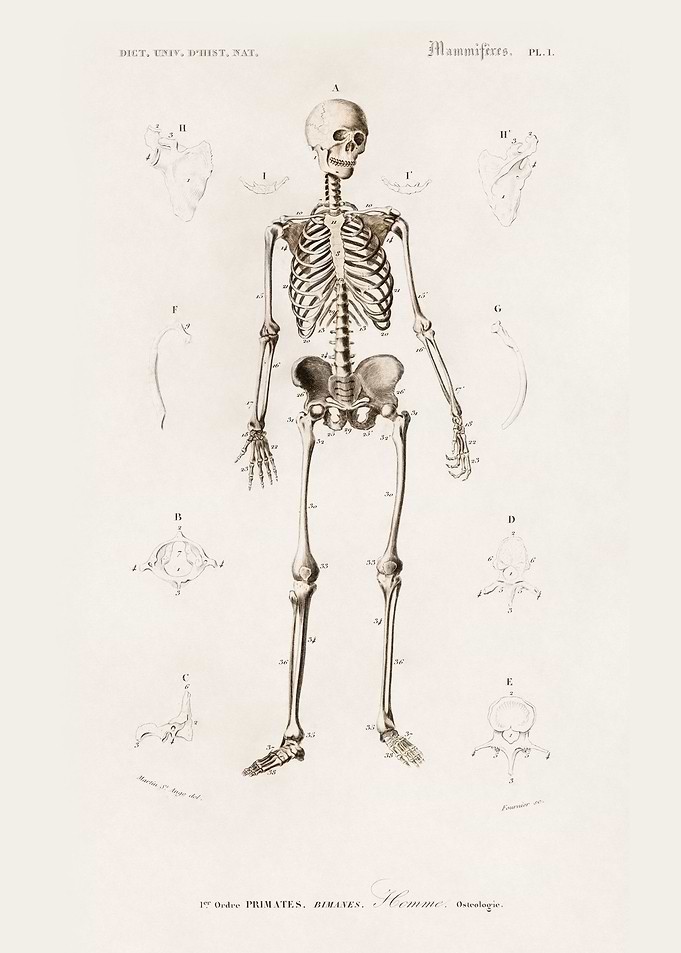 Human Skeleton Illustrated