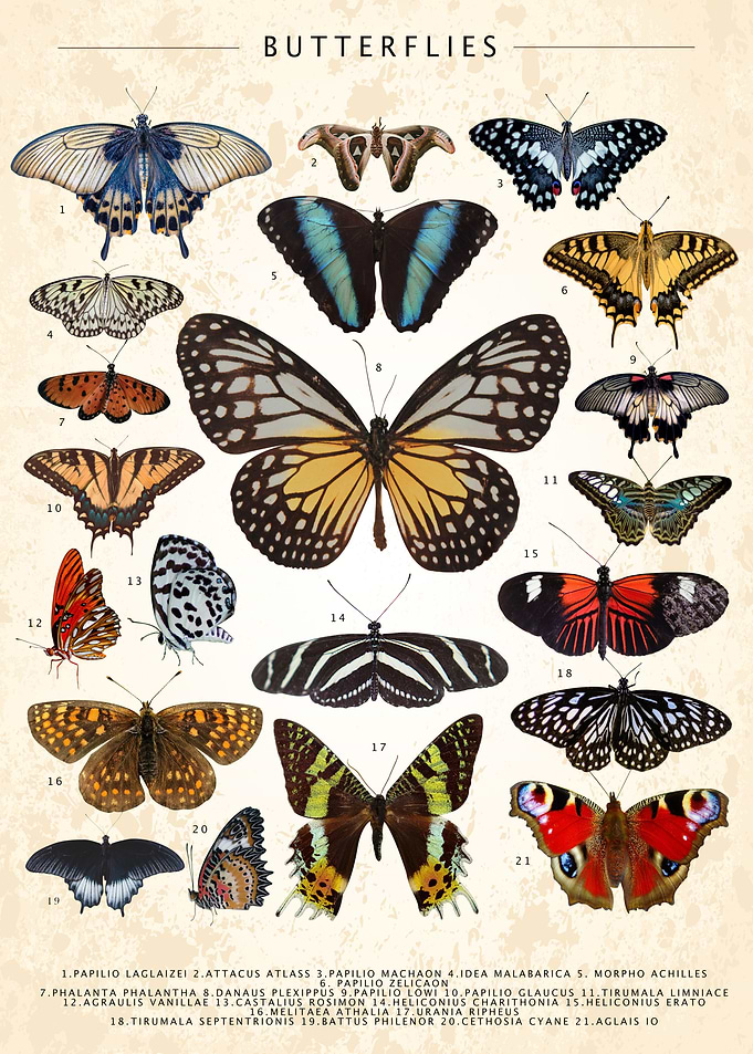 Butterfly Collection