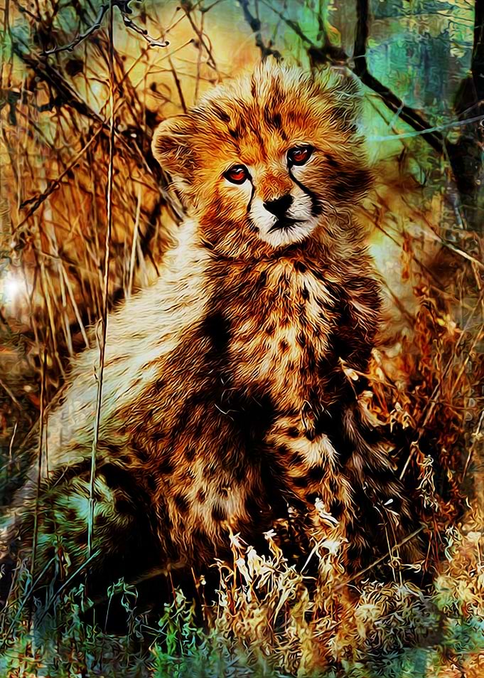cheetah