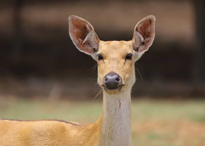 Fallow Deer
