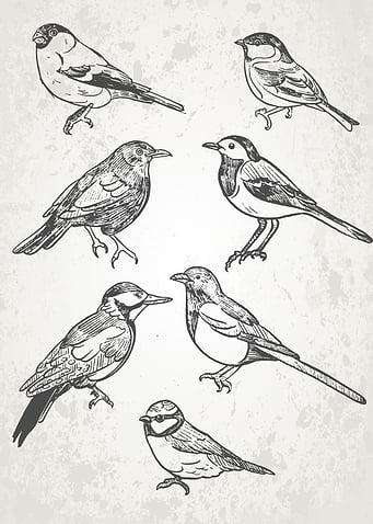 Black White Retro Birds