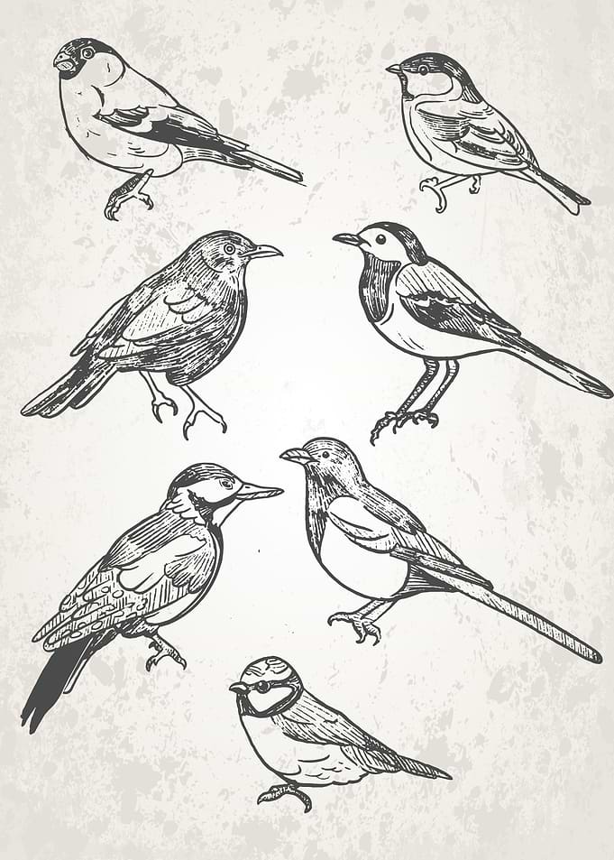 Black White Retro Birds