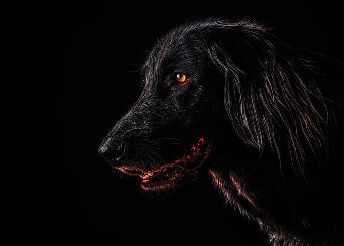 fiery black dog
