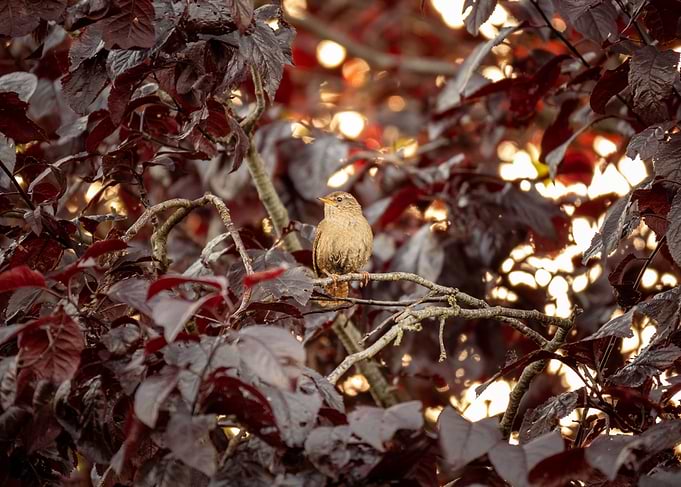 Sunny Wren