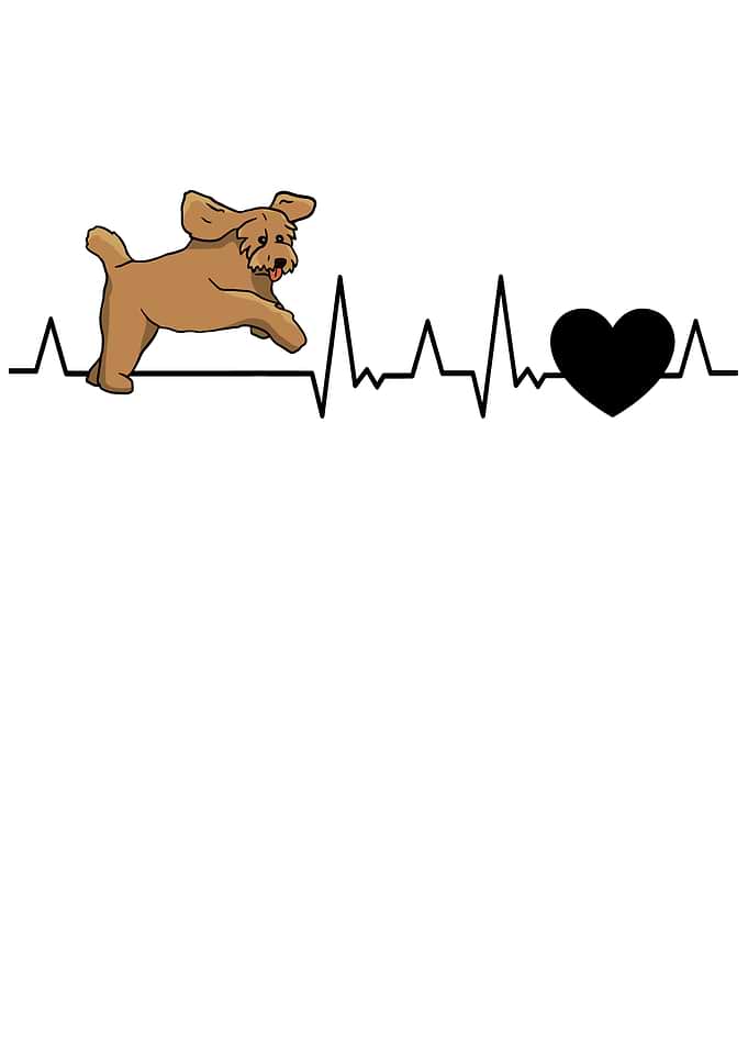 Labradoodle Heartbeat