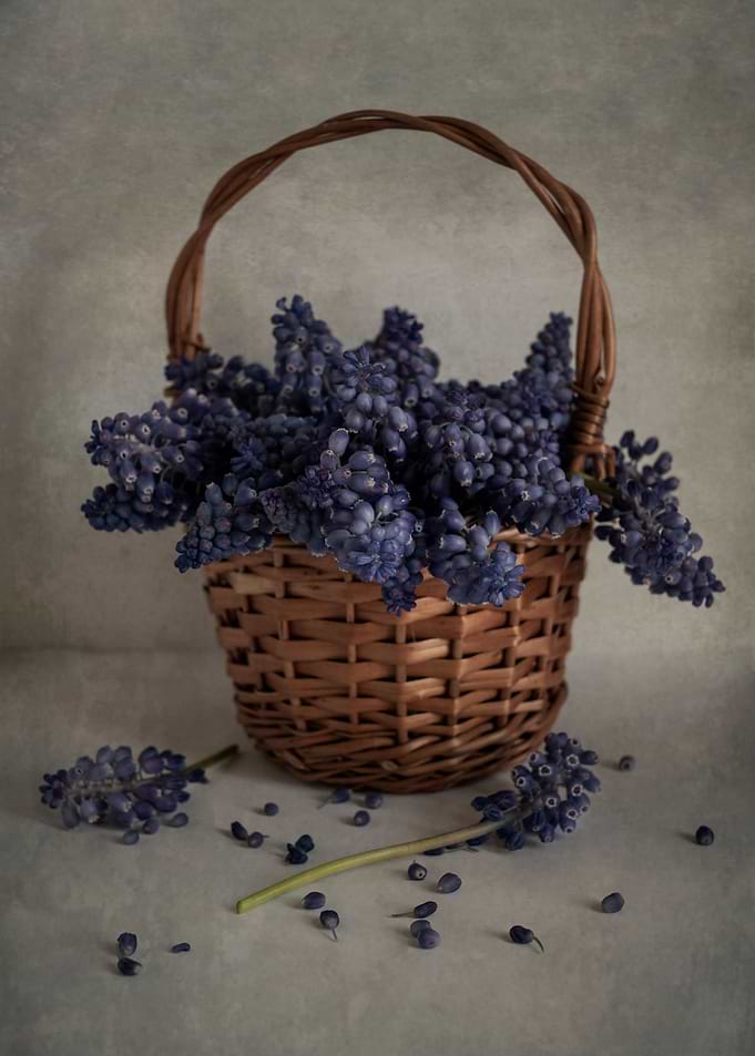 Ggrape hyacinths in basket