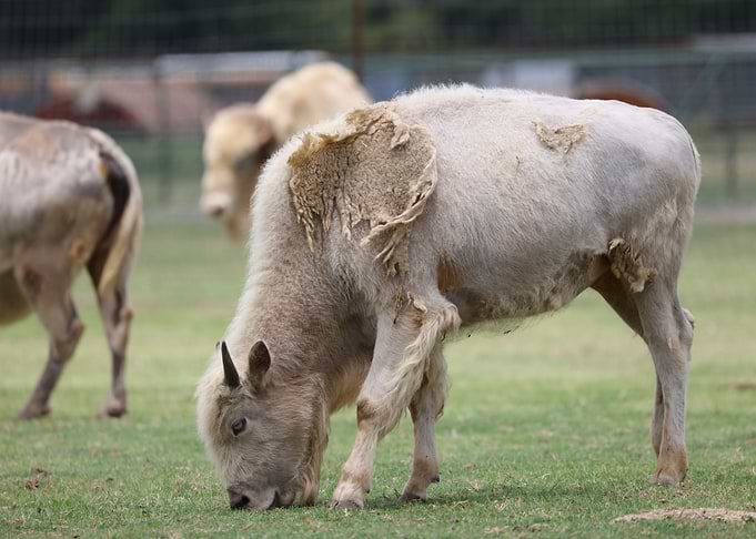 White Buffalo