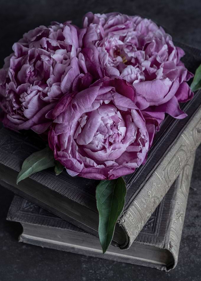 Still life with peony