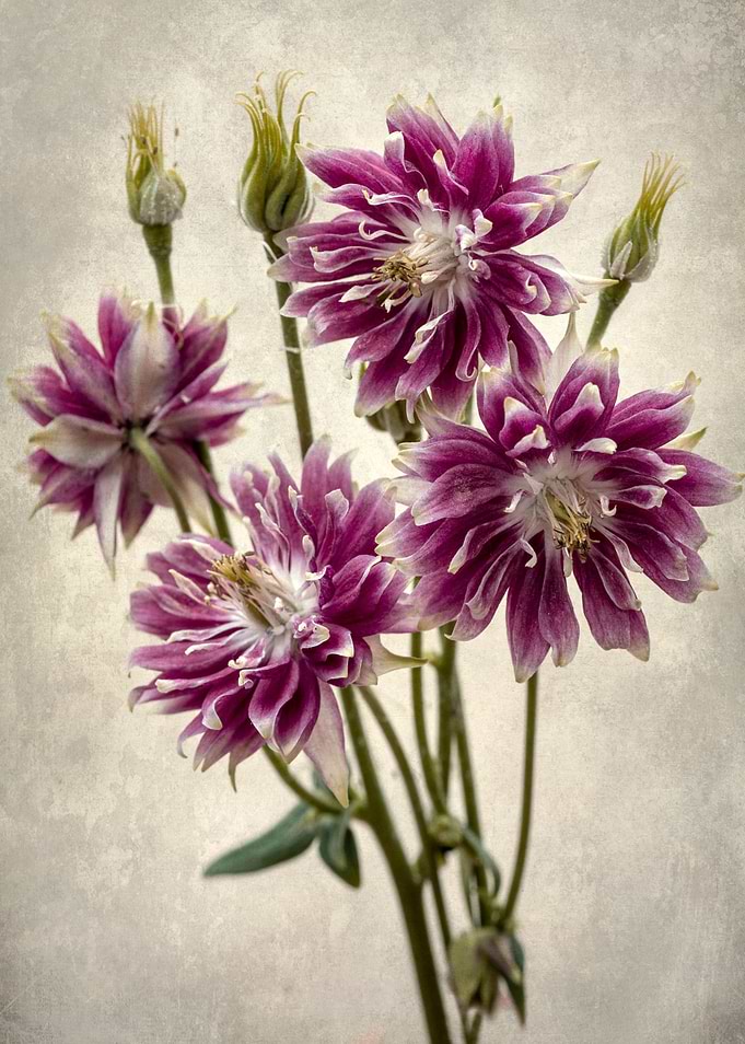 Pink Columbines