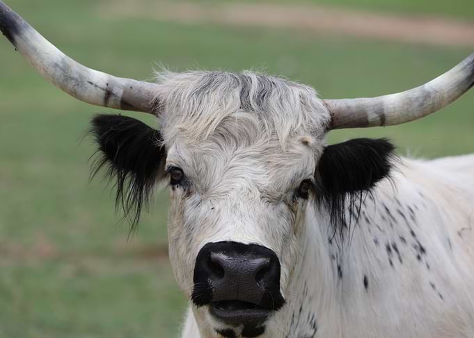 Furry Bull