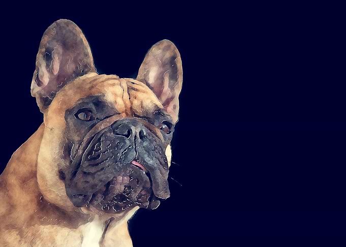 BULL DOG