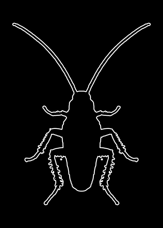 Cockroach