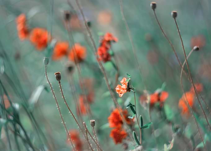 Red field poppies in glade