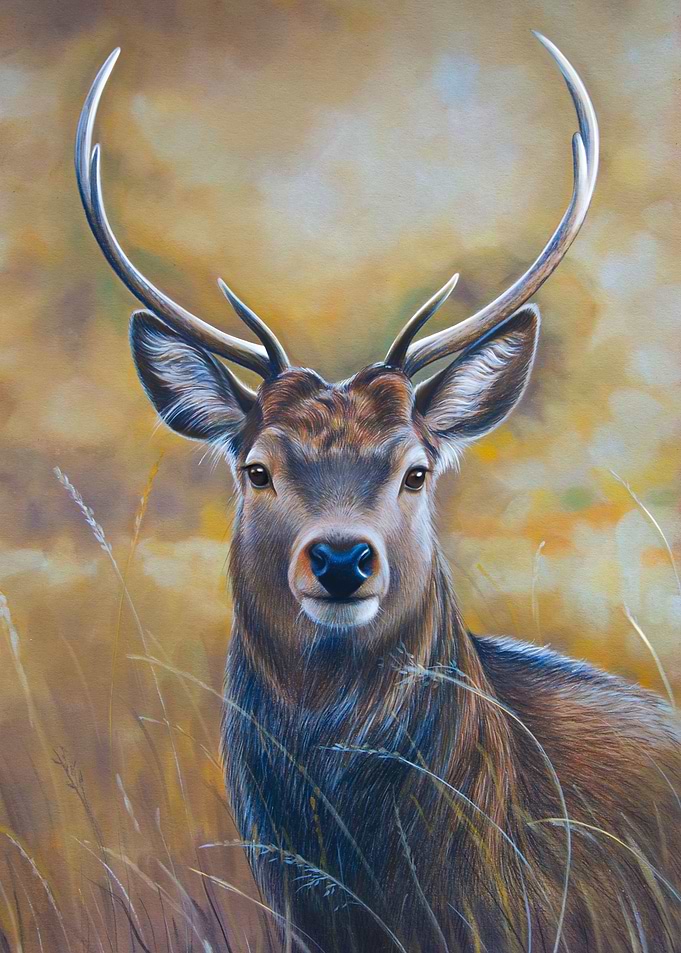 Deer