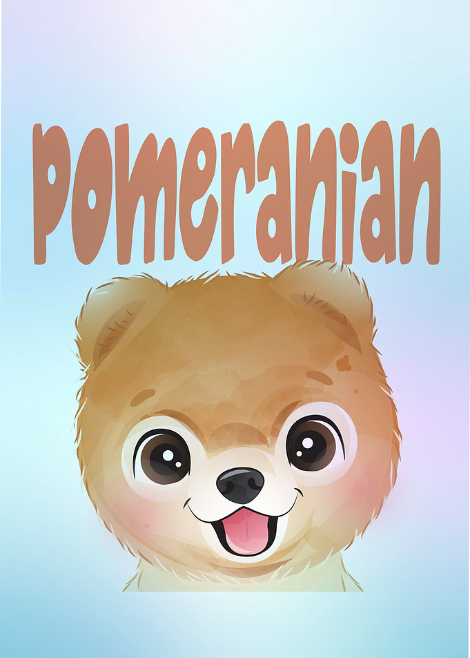 Cute little Pomeranian