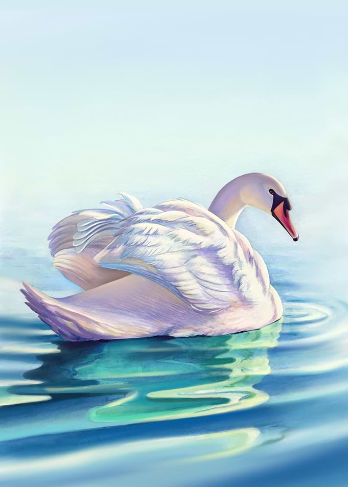 White Swan