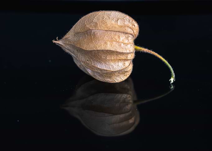 Physalis