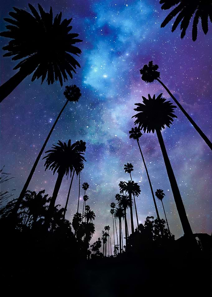 Night palms