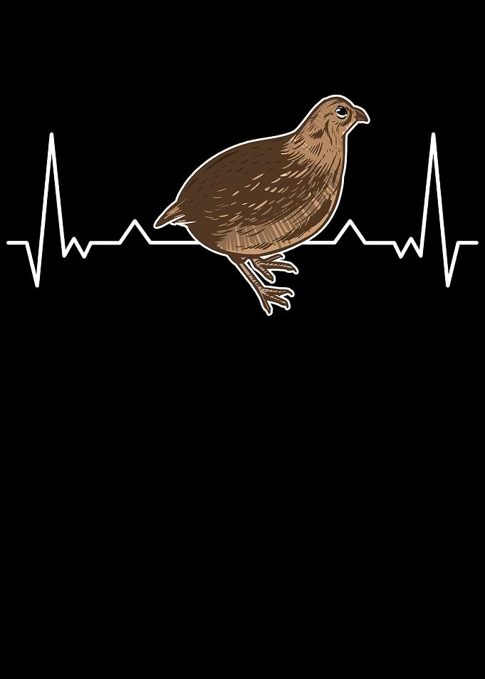 Quail Heartbeat Breeder