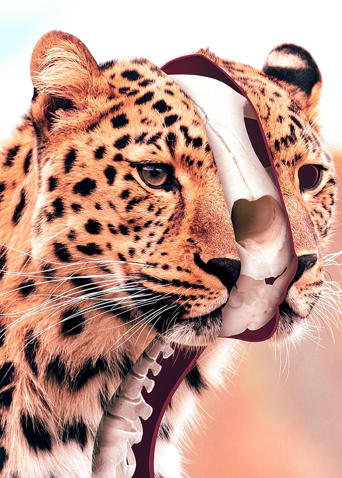 Split Tiger