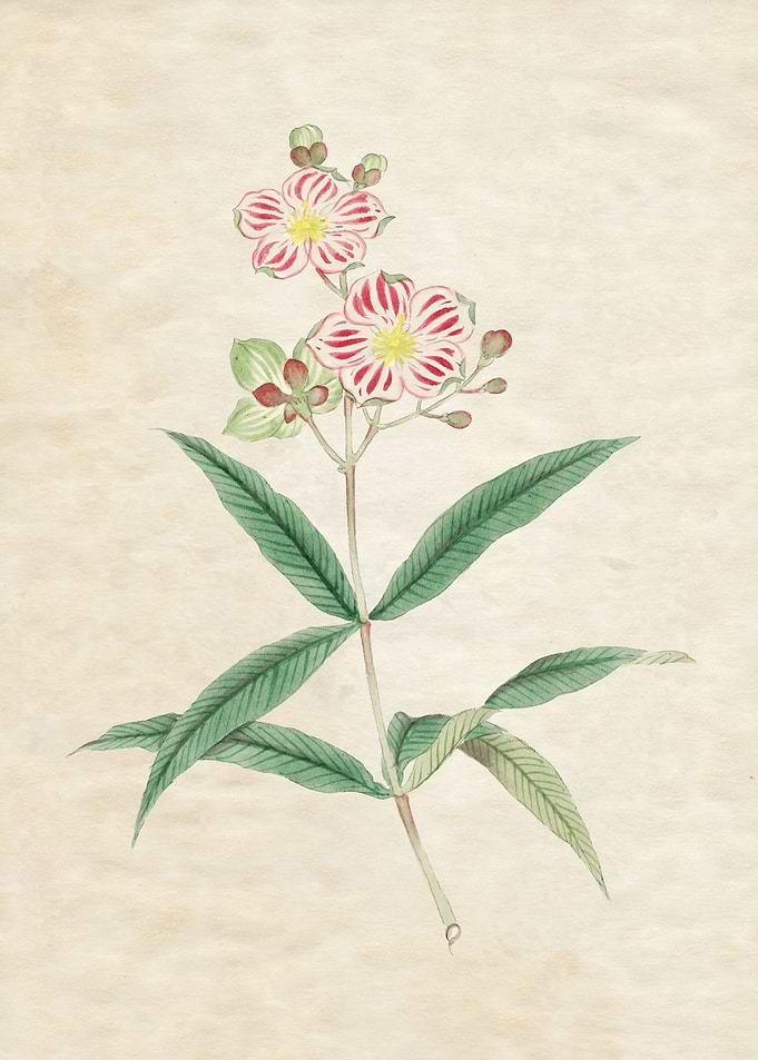 Japanese Red on White