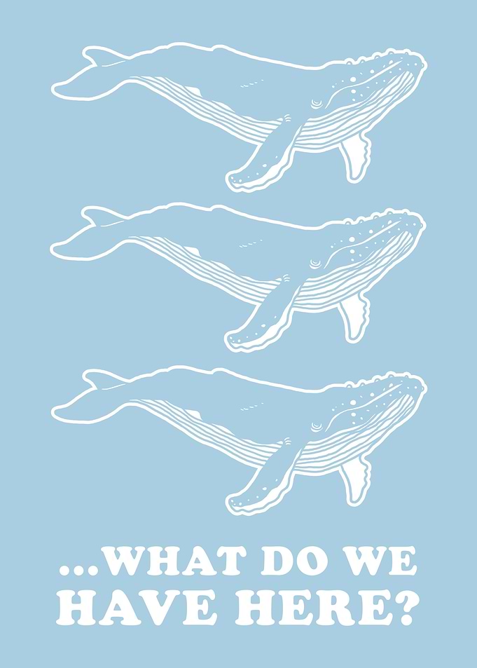 Whale Whale Whale