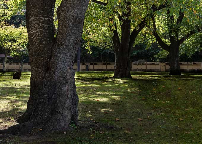 Beautiful trees