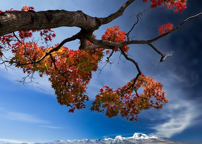 Beautiful trees