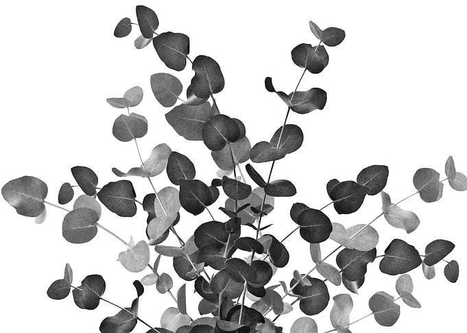 Eucalyptus Bouquet Dream 5