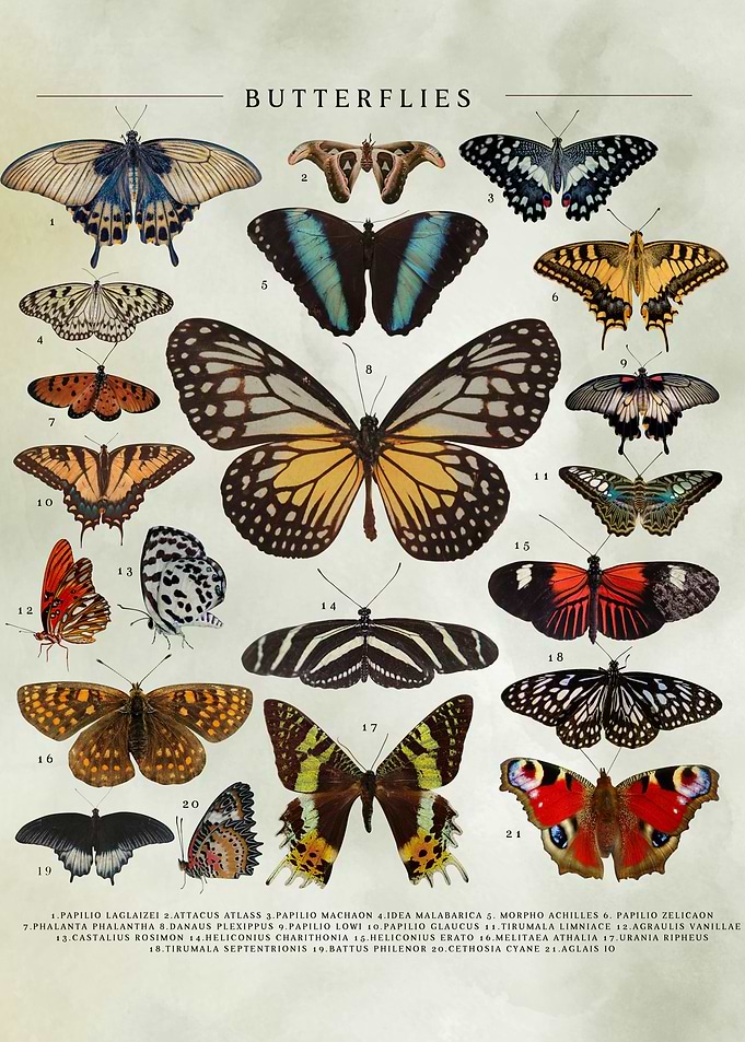 Butterflies Catalog