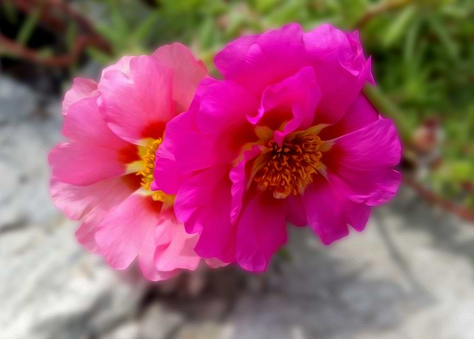 Pink flowers in the sun