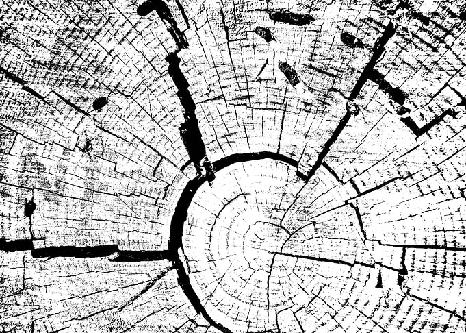Black & White Tree Rings
