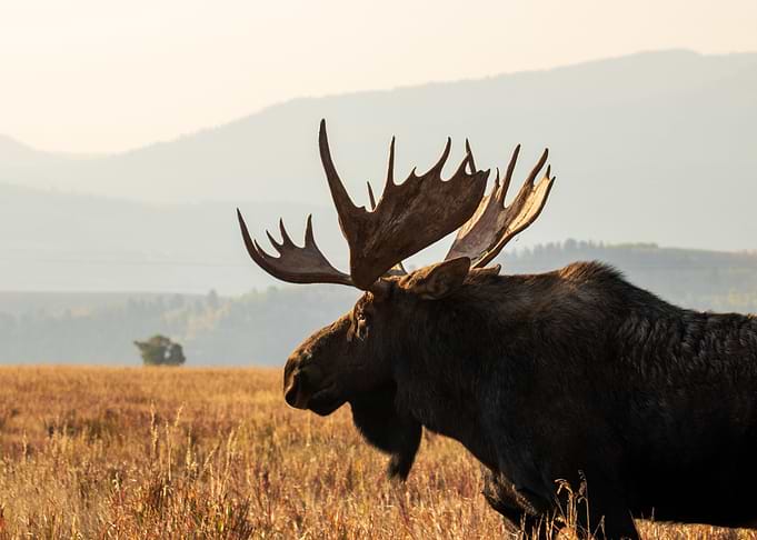 Moose
