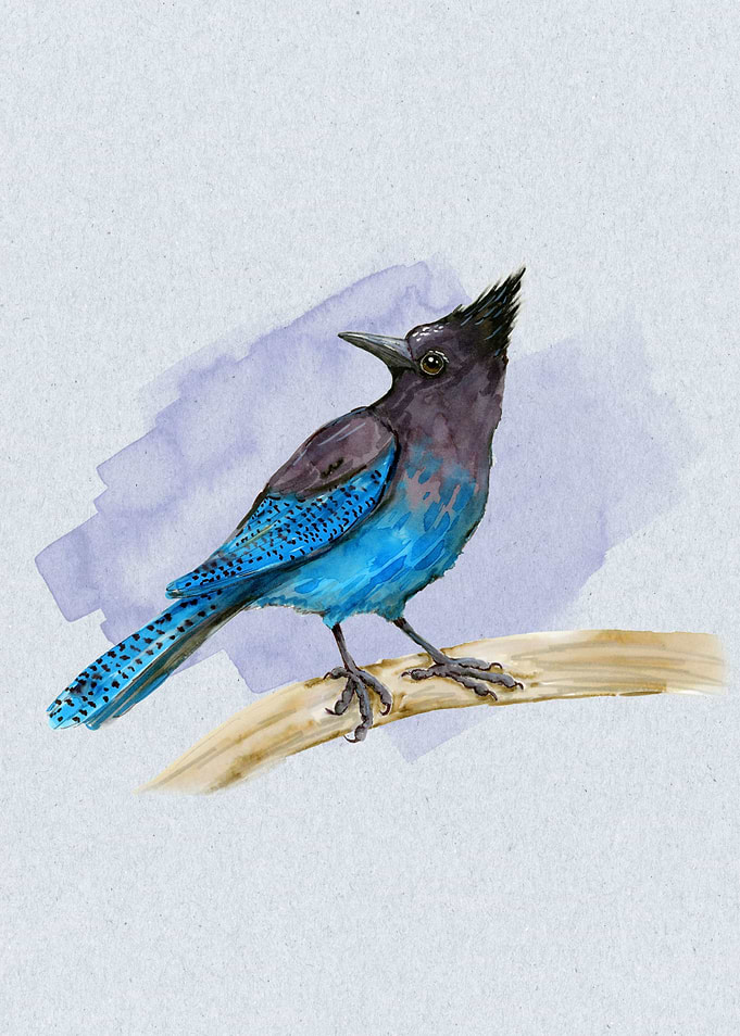 Stellers jay watercolor
