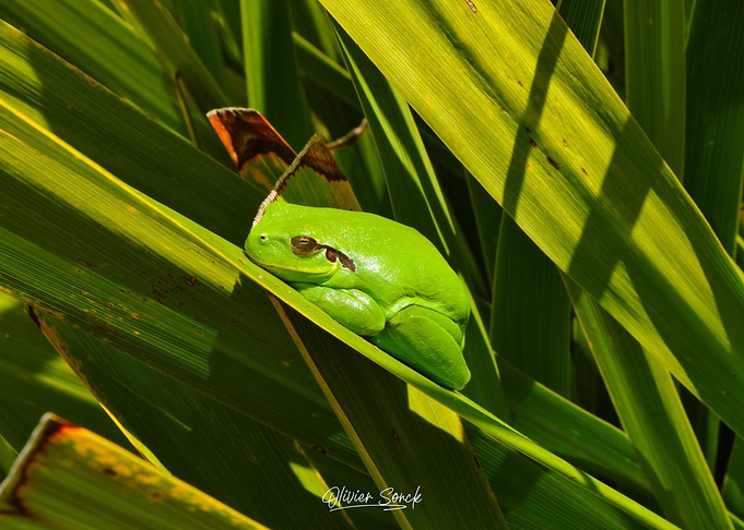 Frog takes a nap